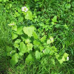 Knoblauchrauke, seit 4.000 v. Chr. bekanntes ältestes einheimisches Gewürz