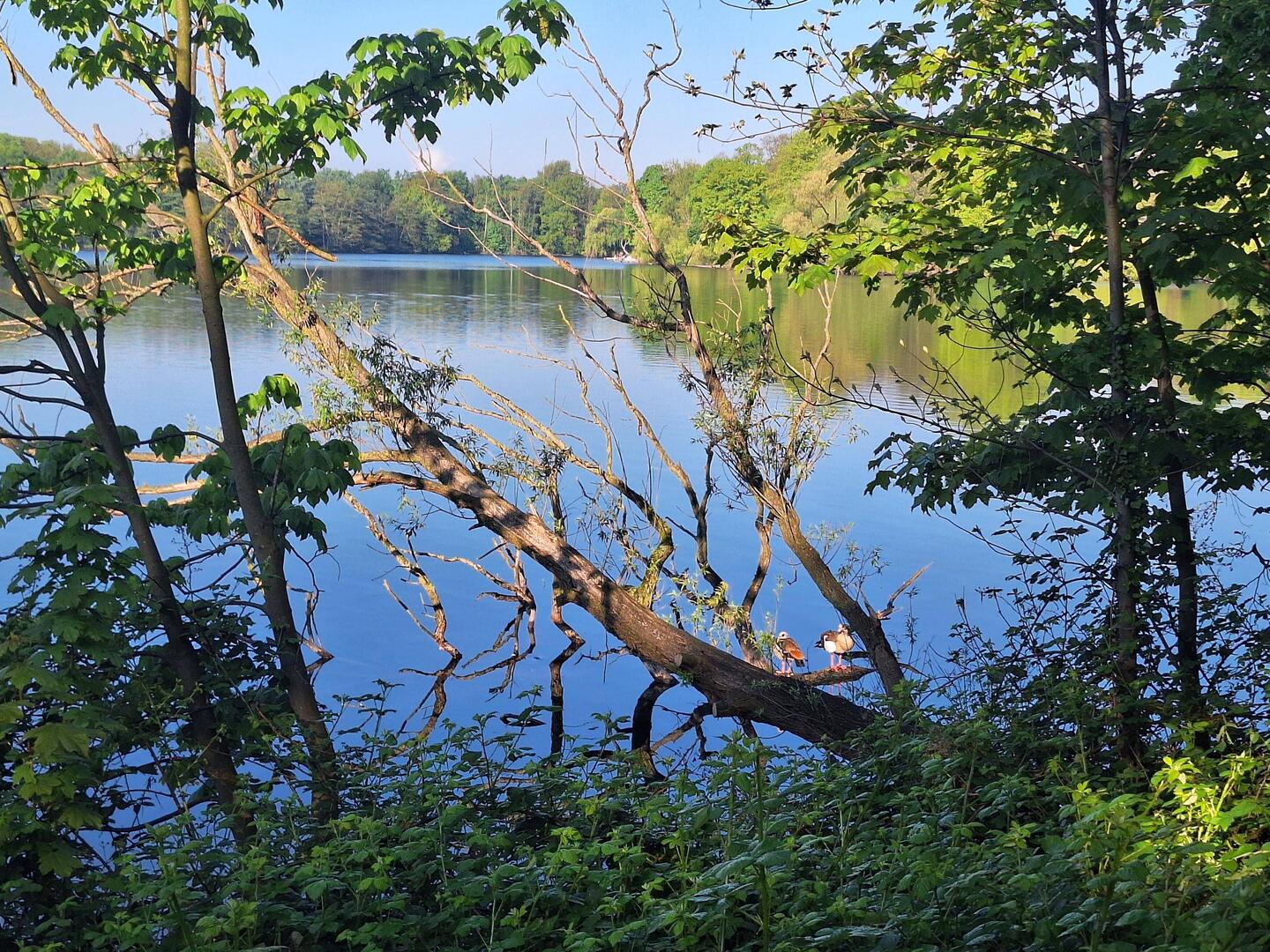 Wambachsee mit Gänsen