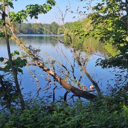 Wambachsee mit Gänsen
