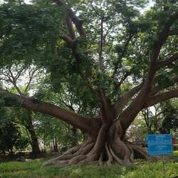 Silk tree