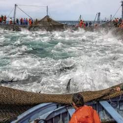 Fangtechnik Almadraba