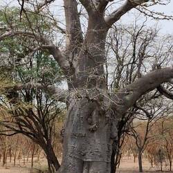 Un baobab millénaire de la réserve de Bandia