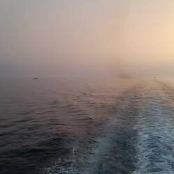 Delfine links hinten