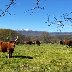 Mooooo