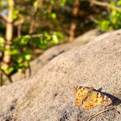 ..auch ein Distelfalter findet Gefallen daran.