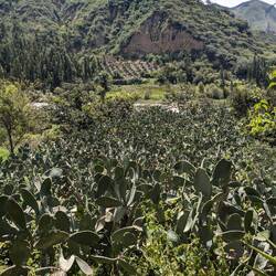 Lots of cacti fields, the fruits are sold everywhere