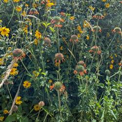 Beautiful flowers on this route