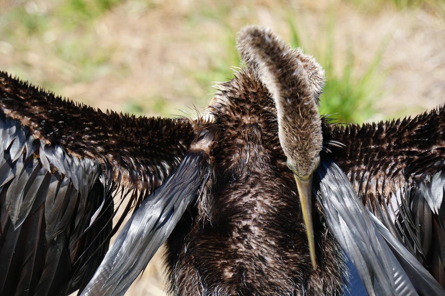 Anhinga