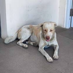 Wachhund vor oisem Hotel ☺️