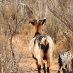 Mumma goat and kids (not a great pic but they are cute)