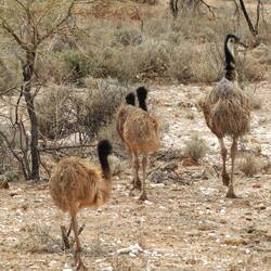 Mother (or father) Emu with young