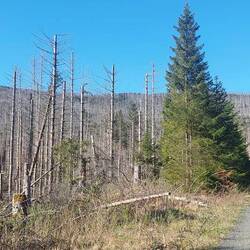 Durch einen toten Wald