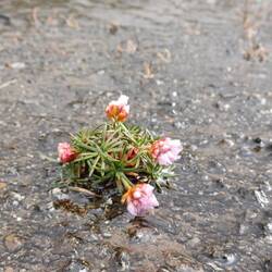 Gewöhnliche Grasnelke