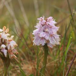Gefleckte Fingerwurz