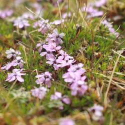 Stängelloses Leimkraut