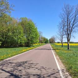 Rzepak już pięknie kwitnie