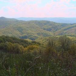 ..und Wald, soweit das Auge reicht