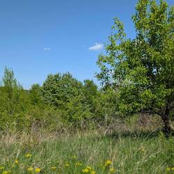 So viel Grün überall