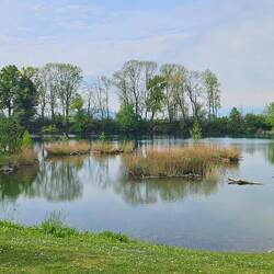 Am alten Rhein