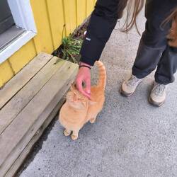 Un gatto a Borgarnes che ci ha seguiti per tutta la passeggiata