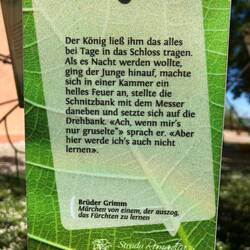 Eines von vielen "Blättern" am Baum