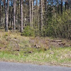 Schau genau! Ein Reh...