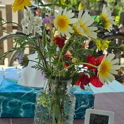 Wildblumen frisch geplückt