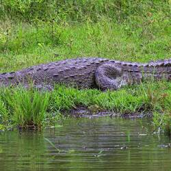Crocodile on the safari outing