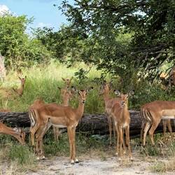 ...Impala Antilope!!! Schön und graziel. Auch McDonalds bezeichnet. Warum wohl?...