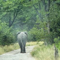 ...ach ja, die gibt's auch. Überall. Mit einer Elefantenruhe!. ..denn sie wissen: Ich bin hier Boss!