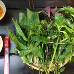 Herbes aromatiques accompagnant...