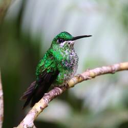 Green-crowned Brilliant (female)