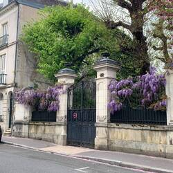 Wisteria - it's spring!