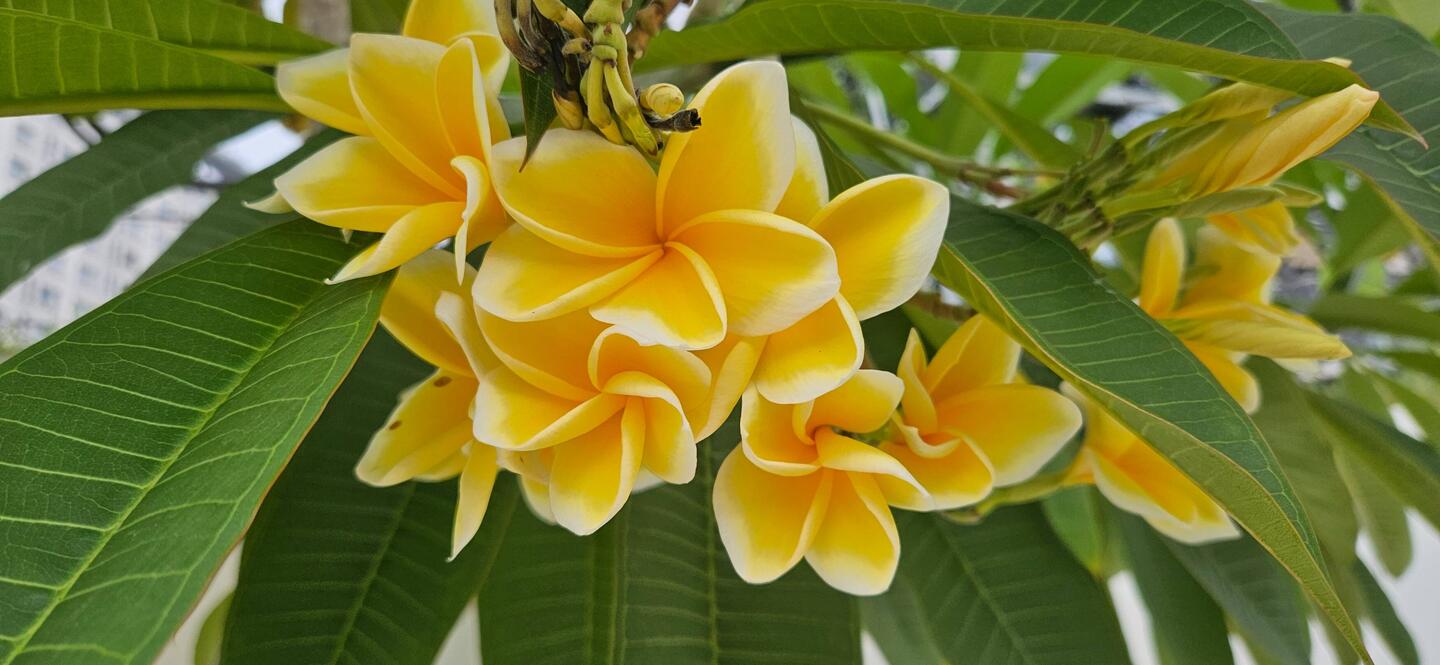 We saw so many beautiful plumerias in Indonesia. They were huge!