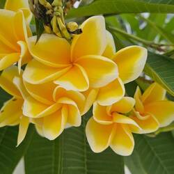 We saw so many beautiful plumerias in Indonesia. They were huge!
