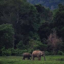 Thunder was rumbling around us as a herd 12 elephants grazed & dust bathed approx. 20 metres away.