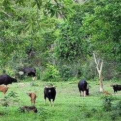 A lone fox, dive bombed from above & then chased by the young cattle.