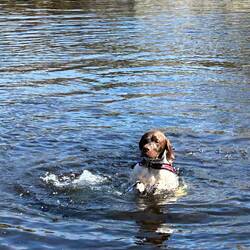 Nuotata risfrescante