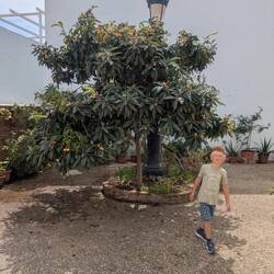 Wollmispelbaum 😋
