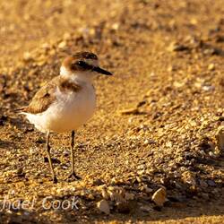 Kentish Plover
