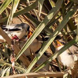 Great Grey Shrike. Parent feeding kids
