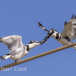 Food pass to juvenile (left)