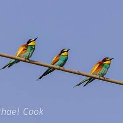 European Bee-Eaters