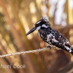 Pied Kingfisher