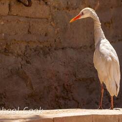 Cattle Egret