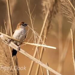 Indian Silverbill with nesting material