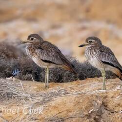 Senegal Thick-Knee