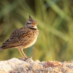 Crested Lark