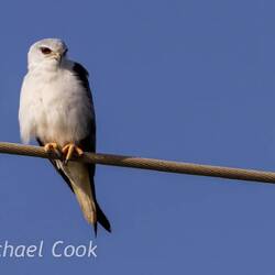 Black-Winged Kite