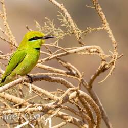 African Green Bee-Eater